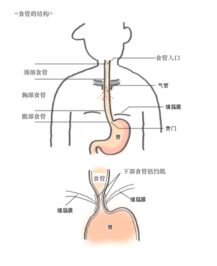 食管在喉咙的哪个位置图片